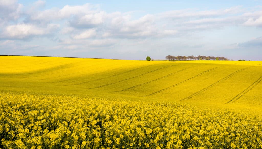 rapeseed